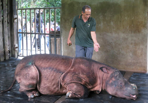 Медосмотр суматранского носорога в Малайзии
