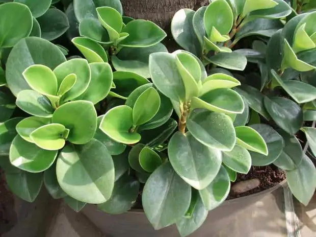 Пеперомия магнолиелистная – красивая зелень для комнатного сада