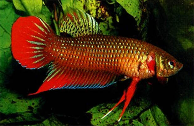 Betta imbellis с острова Ко Самуи