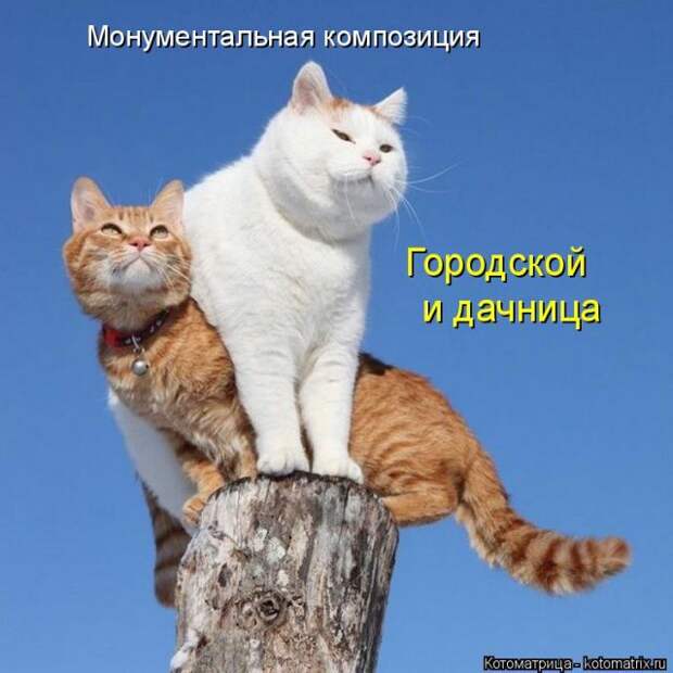 Лучшие котоматрицы недели (50 фото)