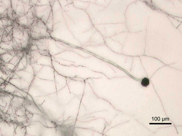 Aspergillus niger под микроскопом