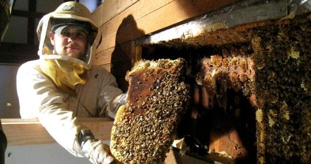 Bigpicture ru remove bees from wall hive removal 2 interesting bee