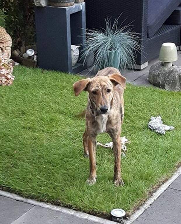 Туристы нашли на улице собаку со сломанной спиной и забрали домой