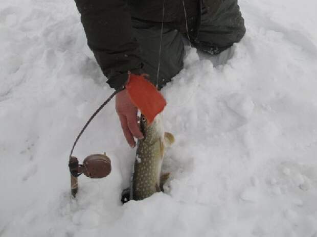 капкан на щуку. ловля щуки на капкан. щука на капканы зимой. рыболовный капкан на щуку. щука на капканы зимой.