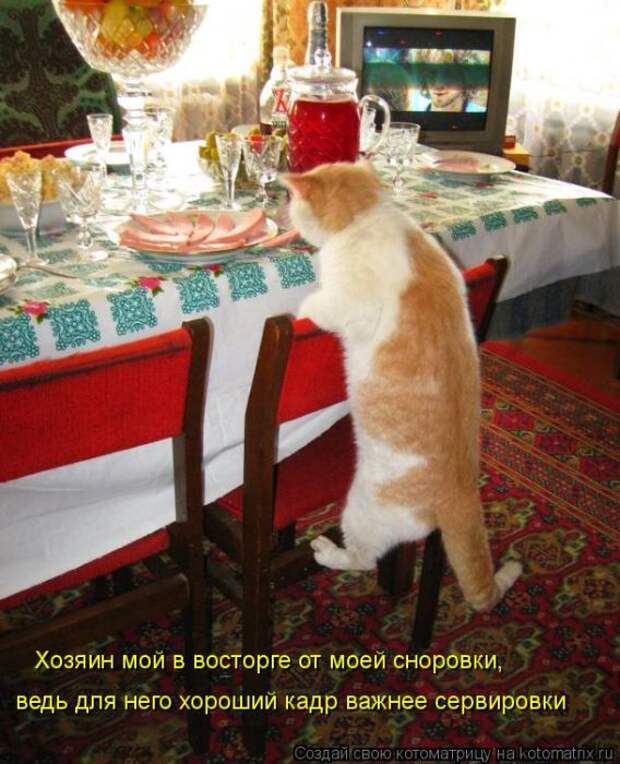 Котоматрицы(картинки с надписями)