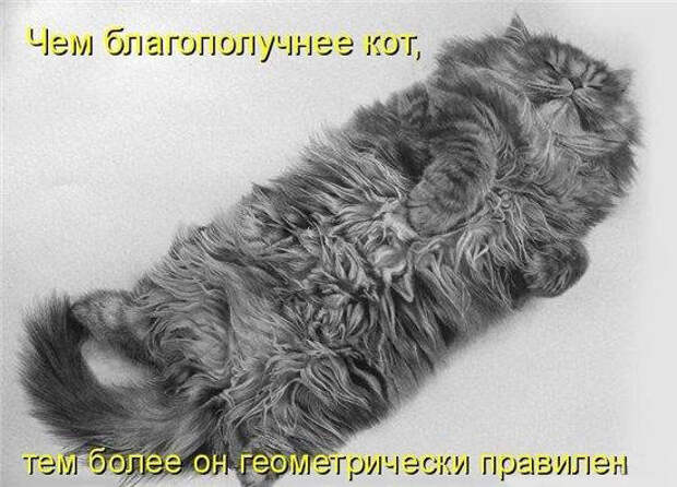 Веселая ФотоКошкоПодборка (26 фото)