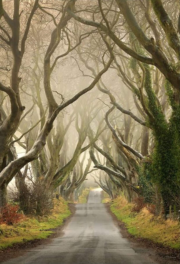 Mysterious trees in Ireland - 9