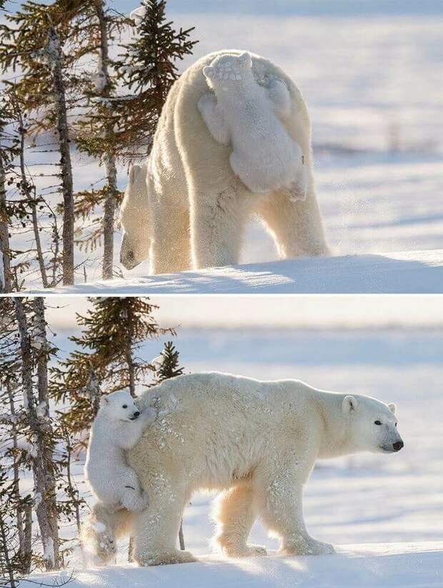 Несколько милых фотографий медведиц с детьми