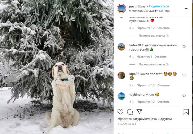 Фото дня: в ожидании подарков