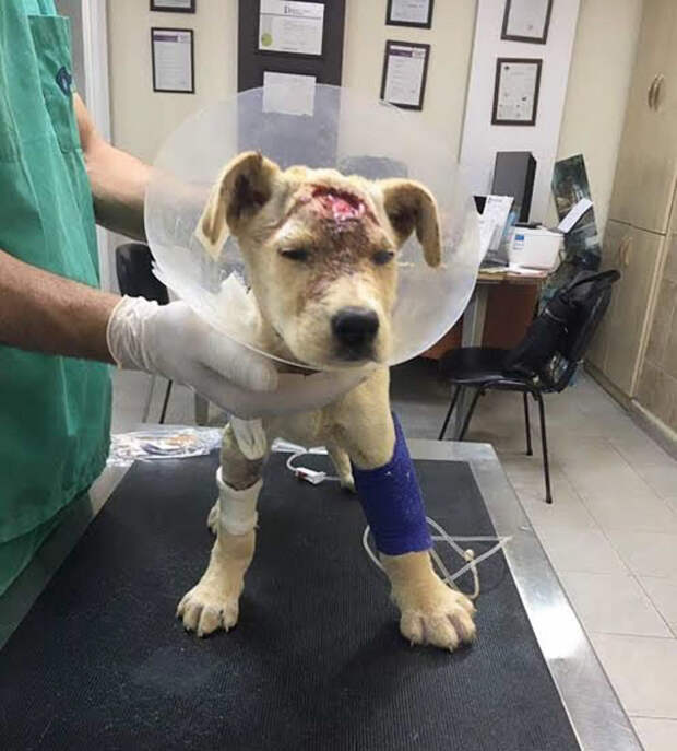 Несмотря на раны, слепоту и парвовирус, собака держалась выстрел, животные, история, ливан, рана, собака, спасение, фото