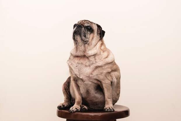 Как собаке сбросить вес: 3 важных шага к нормальному весу и сохранению здоровья питомца
