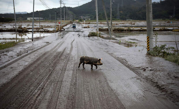 Последствия обрушившегося на Японию тайфуна «Хагибис»