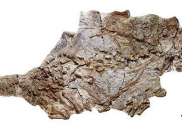 В Китае нашли останки необычного динозавра