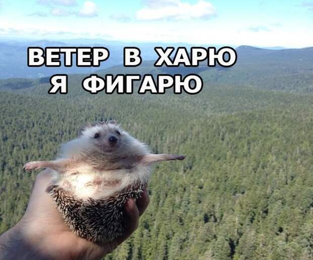 Веселые картинки с надписями до слез (11 фото) Веселые картинки с надписями до слез (11 фото)