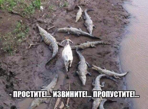 Прикольные фотомемы для всех (28 шт)