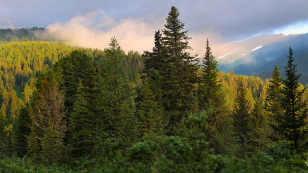 сибирский лес