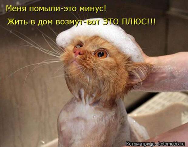 Котоматрицы(картинки с надписями)