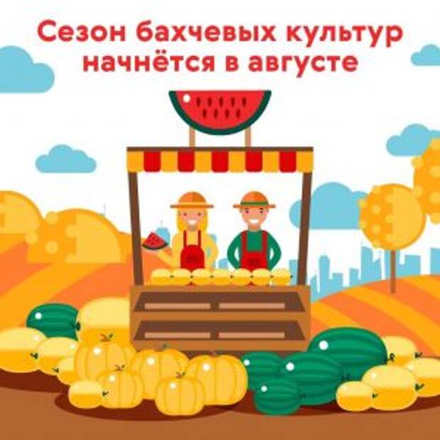 Сезон бахчевых культур начнется в августе