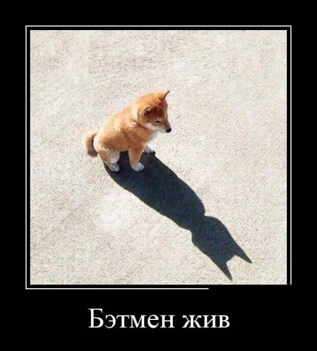 Разные прикольные демотиваторы