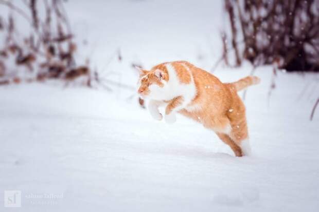 Блог - Девушка делает чудесные эмоциональные фото своего кота, у которого нет глаз Девушка делает чудесные эмоциональные фото своего кота, у которого нет глаз
