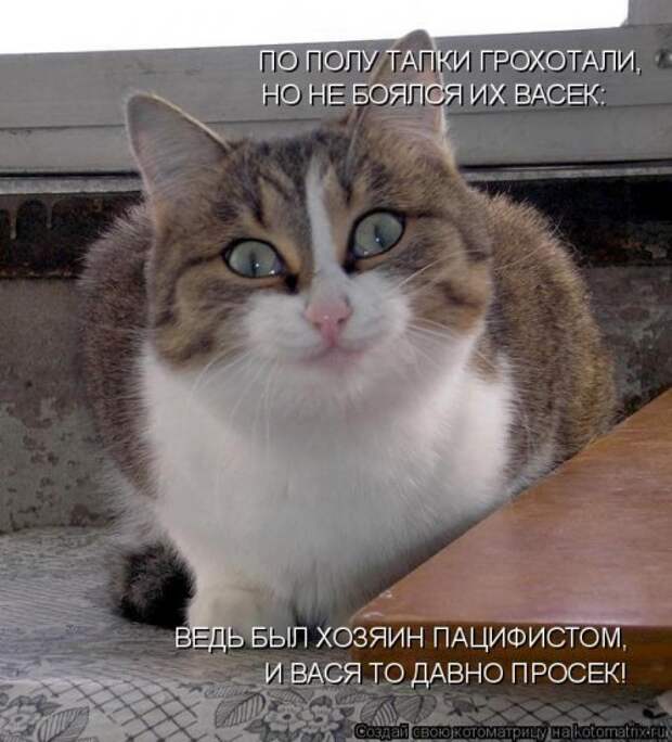 Свежая котоматрица (33 фото)