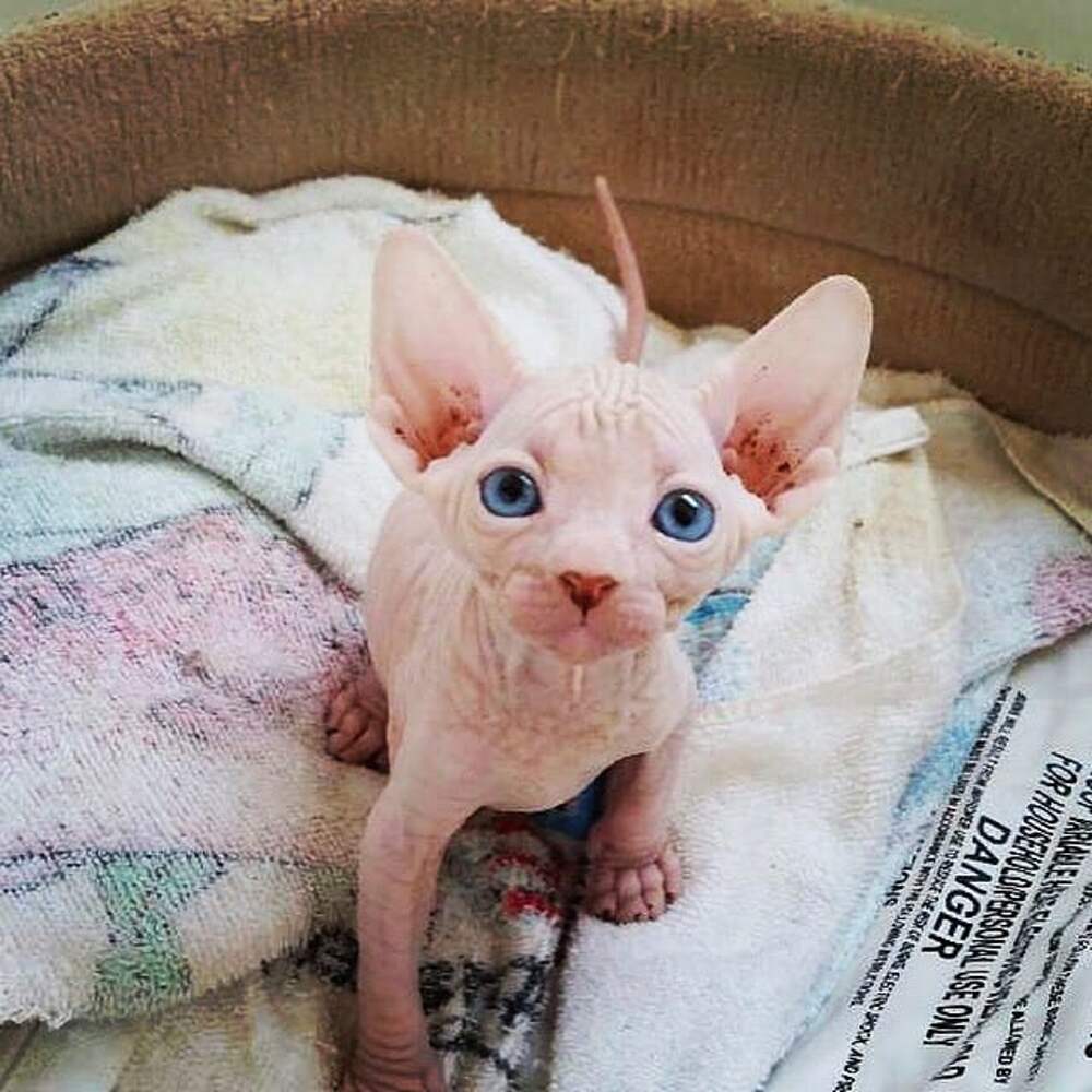 Милый лысый кот