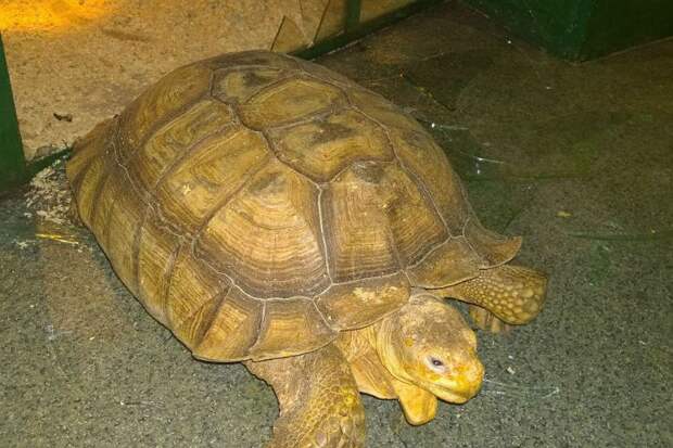 Обычно спокойные черепахи устроили два побега в один день. Фото: зоогалерея. 