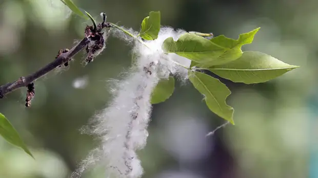 Юрист напомнил о штрафах за поджог тополиного пуха