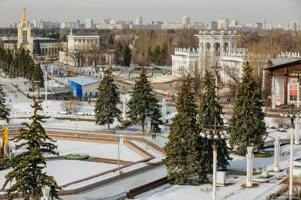Кто и зачем уничтожил аллею исторических, голубых елей на ВДНХ вднх, москва, урбанистика
