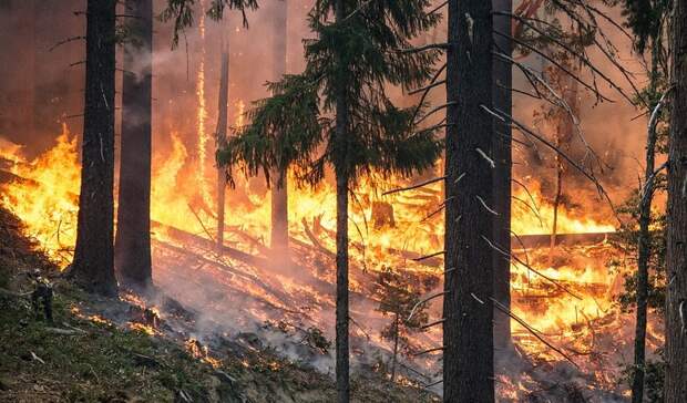 Сухие грозы стали причиной большинства пожаров в лесах Тюменской области