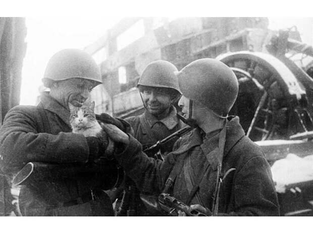 Как коты спасали советских солдат в Великую Отечественную