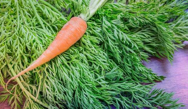морковная ботва