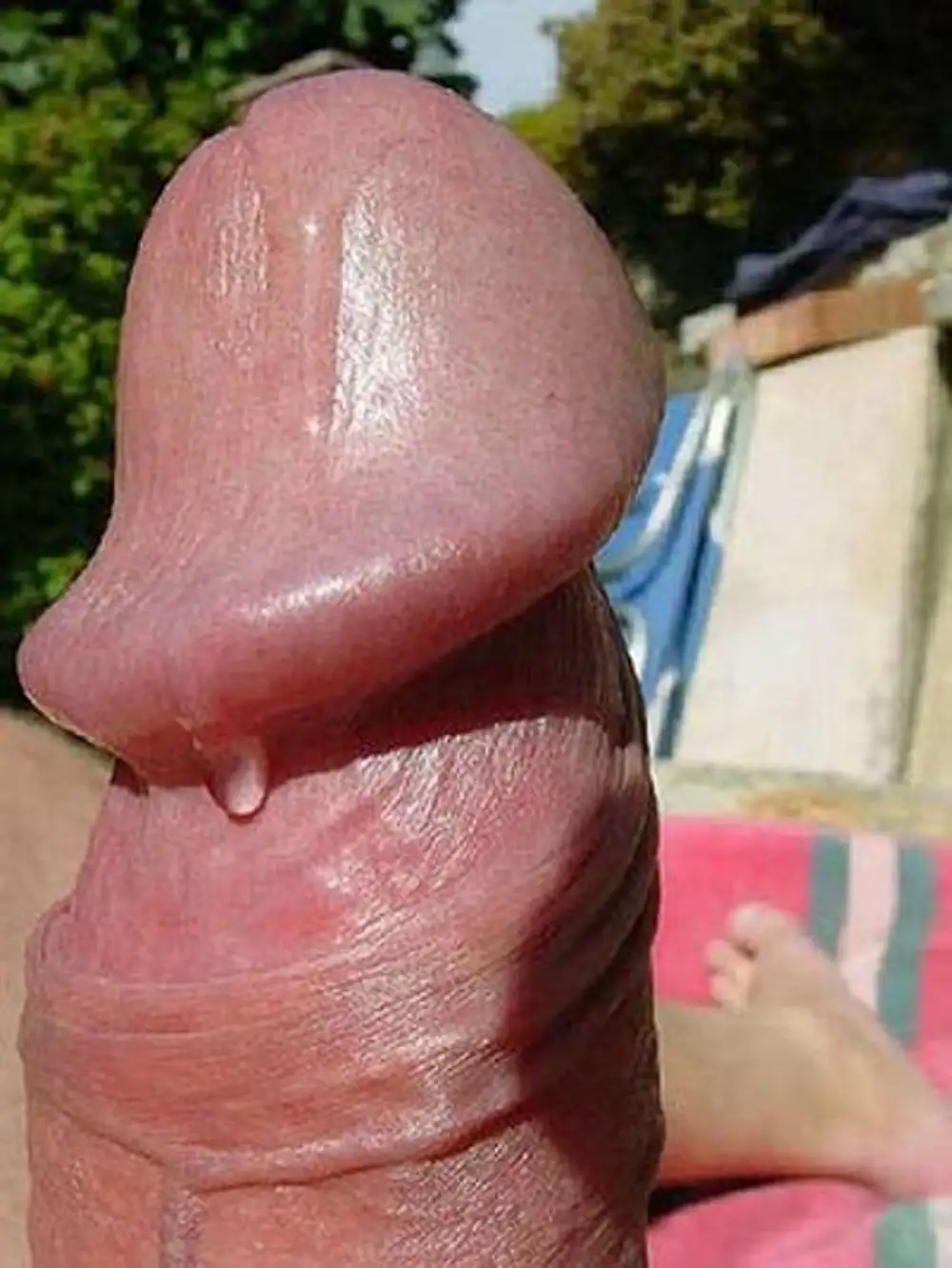 Pink tip cock