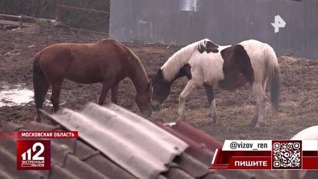 Устроившие забег на МКАД лошади провели ночь в полиции