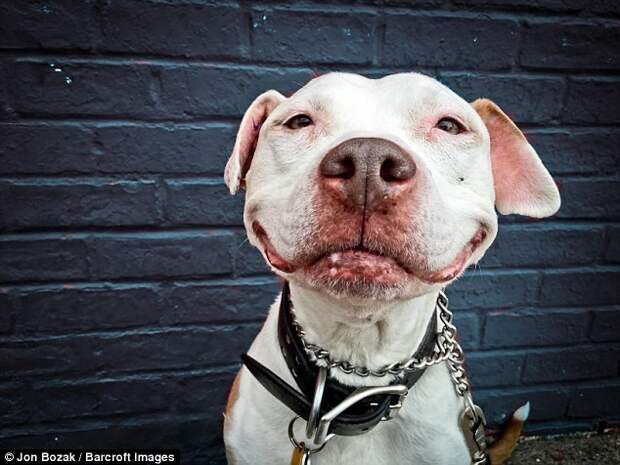 Пес, который выжил, не перестает улыбаться уже 12 лет Счастливый конец, собака, спасение, улыбка