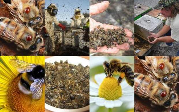 массовая гибель пчёл