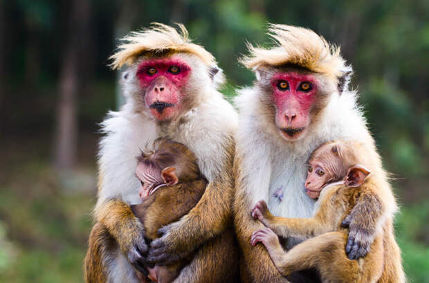 25 чудесных семейных фотографий из мира животных животные, семья, фотографии