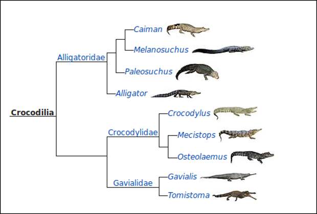 Филогенетическое дерево крокодилов