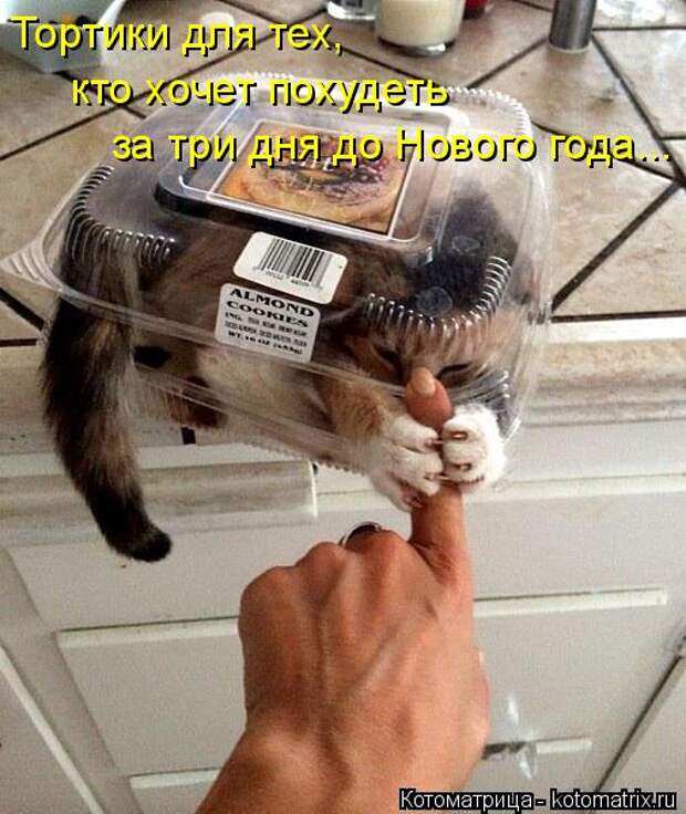 Котоматрица: Тортики для тех, кто хочет похудеть за три дня до Нового года...