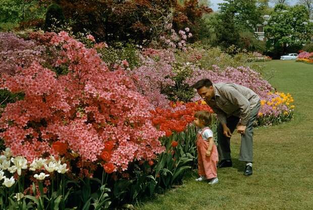 A father shows his child the blossoms at Sherwood Gardens, Maryland, in the mid-1950s. A portion of the May 1956 issue was dedicated to the vibrant blooms that appear every May in the garden since its genesis in the 1920s.
