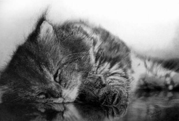 Восхитительные карандашные коты Пола Ланга (30 работ)