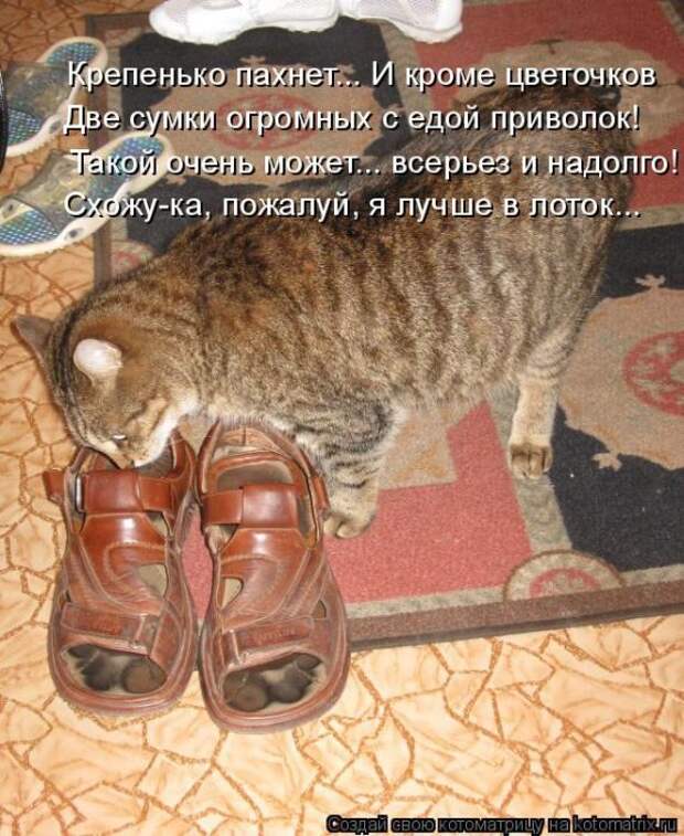 Лучшие котоматрицы недели (50 фото)