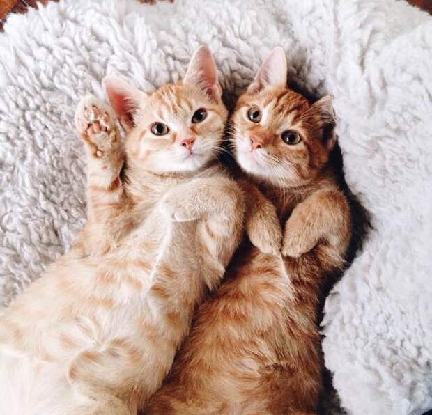 Без кота и жизнь не та