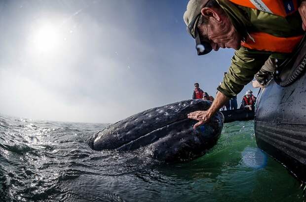 Любвеобильный серый кит (19 фото)