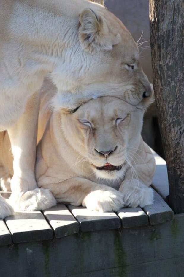 Дикие кошки