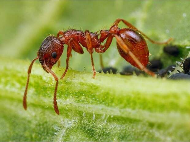 Картинки по запросу муравьи