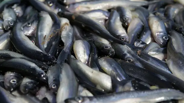 В Керчи изъяли более пяти тонн некачественной рыбной продукции
