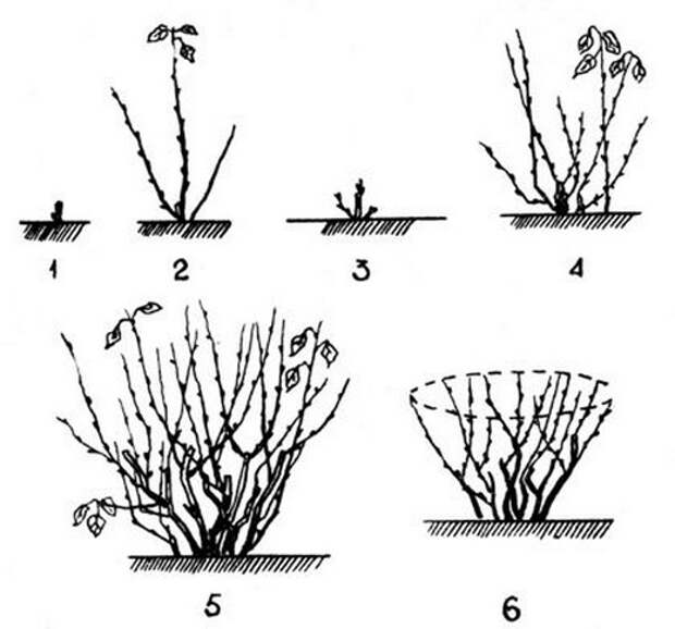 Схема обрезки плодовых кустарников