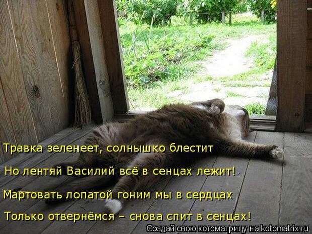 Лучшие котоматрицы недели (50 фото)