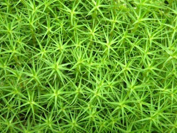 Closeup view on a green moss as background
